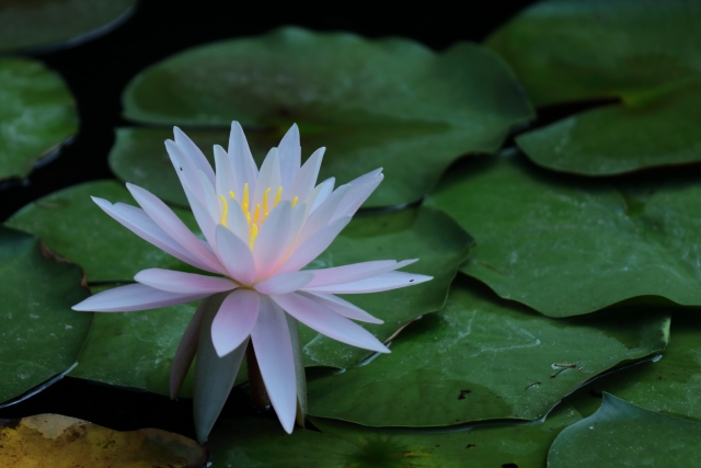 花開く　画像