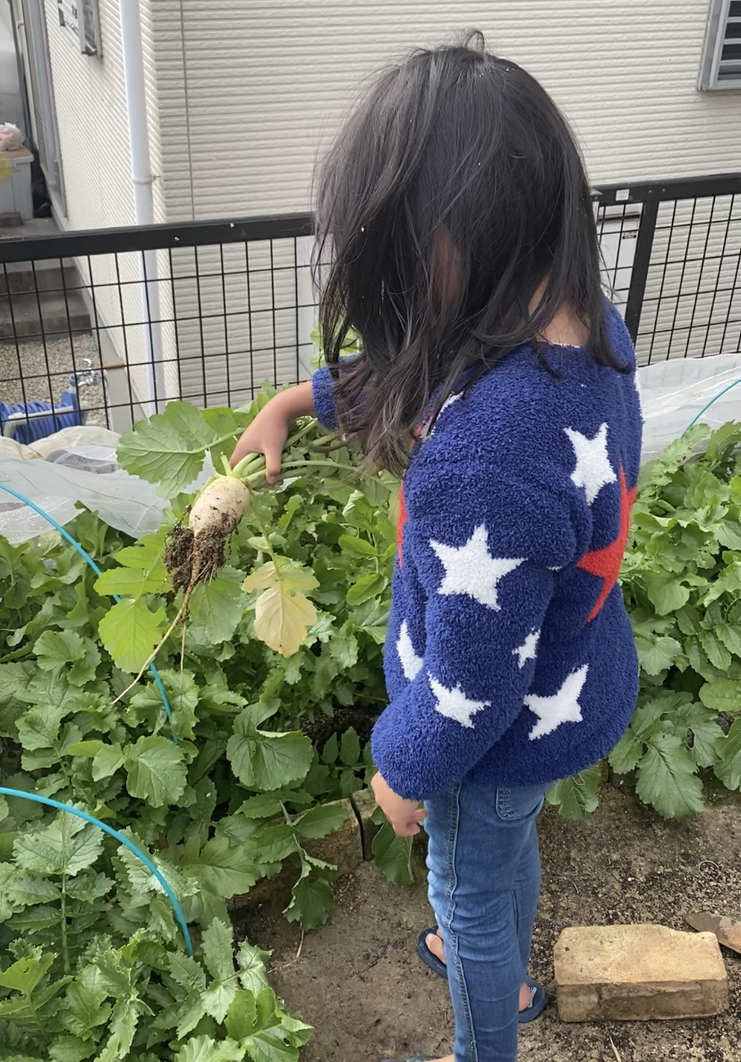 はなちゃん　ダイコン収穫　画像